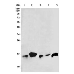 NDUFS6 rabbit monoclonal antibody