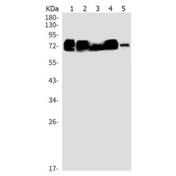 NECTIN2 rabbit monoclonal antibody