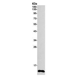NEDD8 rabbit monoclonal antibody
