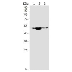 NEK2 rabbit monoclonal antibody