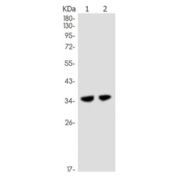 NEK6 rabbit monoclonal antibody