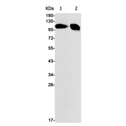 NEK9 rabbit monoclonal antibody