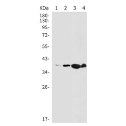 NFKBIA rabbit monoclonal antibody