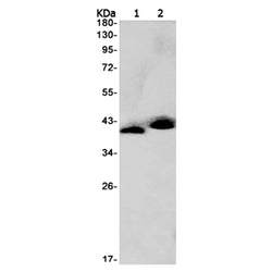 NFKBIA (phospho-Ser32) rabbit monoclonal antibody