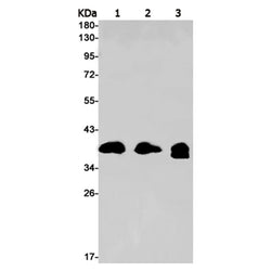 NFKBIA (phospho-Ser36) rabbit monoclonal antibody