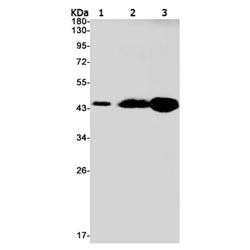 NFKBIB rabbit monoclonal antibody