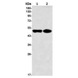 NFKBIE rabbit monoclonal antibody