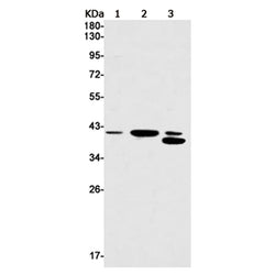 NFYA rabbit monoclonal antibody