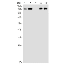 NID1 rabbit monoclonal antibody