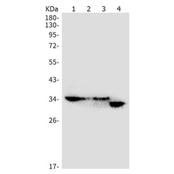 NIT1 rabbit monoclonal antibody