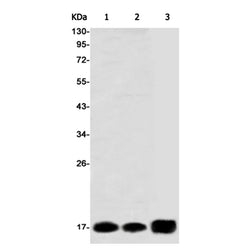 NME2 rabbit monoclonal antibody