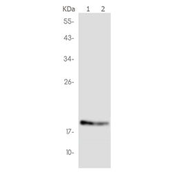 NME3 rabbit monoclonal antibody