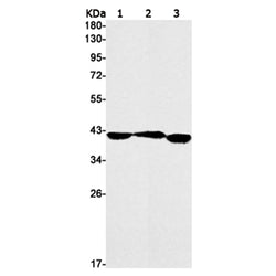 NODAL rabbit monoclonal antibody