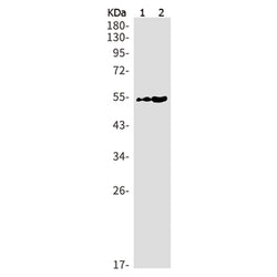 NONO rabbit monoclonal antibody