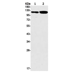 NOTCH1 rabbit monoclonal antibody