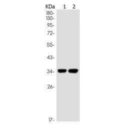 NOTCH4 rabbit monoclonal antibody