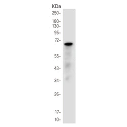 NOX4 rabbit monoclonal antibody