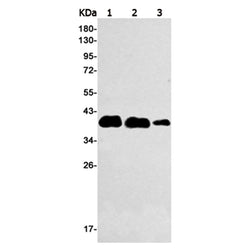 NPM1 rabbit monoclonal antibody