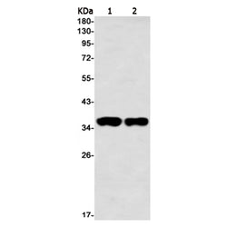 NPM1 (phospho-Thr199) rabbit monoclonal antibody