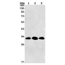 NQO1 rabbit monoclonal antibody