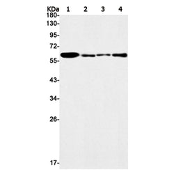 NR1D1 rabbit monoclonal antibody
