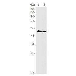 NR1H3 rabbit monoclonal antibody