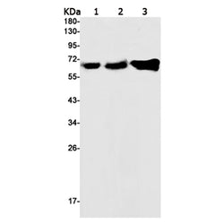 NRF1 rabbit monoclonal antibody