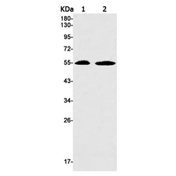 NRG3 rabbit monoclonal antibody