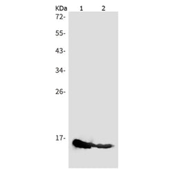 NRGN rabbit monoclonal antibody