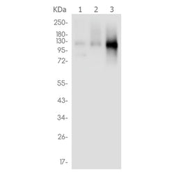 NRP1 rabbit monoclonal antibody