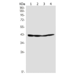 NSDHL rabbit monoclonal antibody