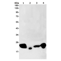 NTPCR rabbit monoclonal antibody