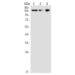 NTRK2 (phospho-Tyr705) rabbit monoclonal antibody