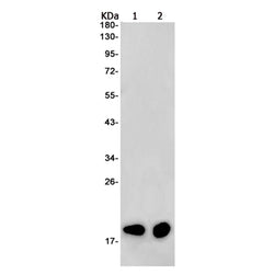 NUDT1 rabbit monoclonal antibody