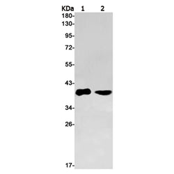 NUDT9 rabbit monoclonal antibody