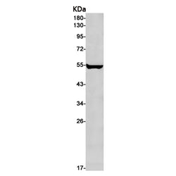 NUF2 rabbit monoclonal antibody