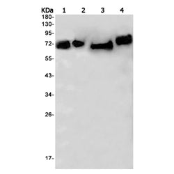 NUMB rabbit monoclonal antibody