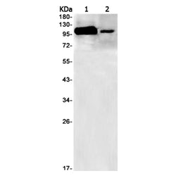 NUP107 rabbit monoclonal antibody
