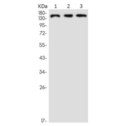 NUP155 rabbit monoclonal antibody