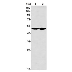 NUP50 rabbit monoclonal antibody