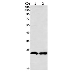 NUP62CL rabbit monoclonal antibody