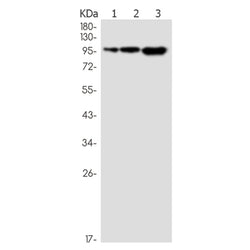 NUP98 rabbit monoclonal antibody