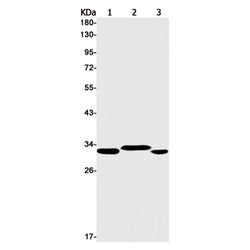 NUS1 rabbit monoclonal antibody