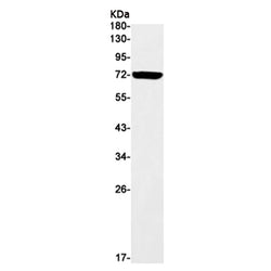 NXF1 rabbit monoclonal antibody