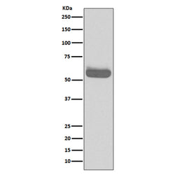 OCLN rabbit monoclonal antibody
