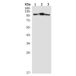 OGT rabbit monoclonal antibody
