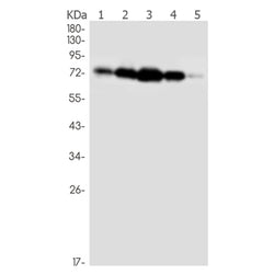 OPTN rabbit monoclonal antibody