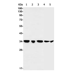 OR1A1 rabbit monoclonal antibody