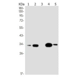 ORAI3 rabbit monoclonal antibody