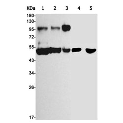 OSBPL1A rabbit monoclonal antibody